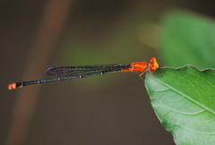 Pseudagrion pilidorsum declaratum