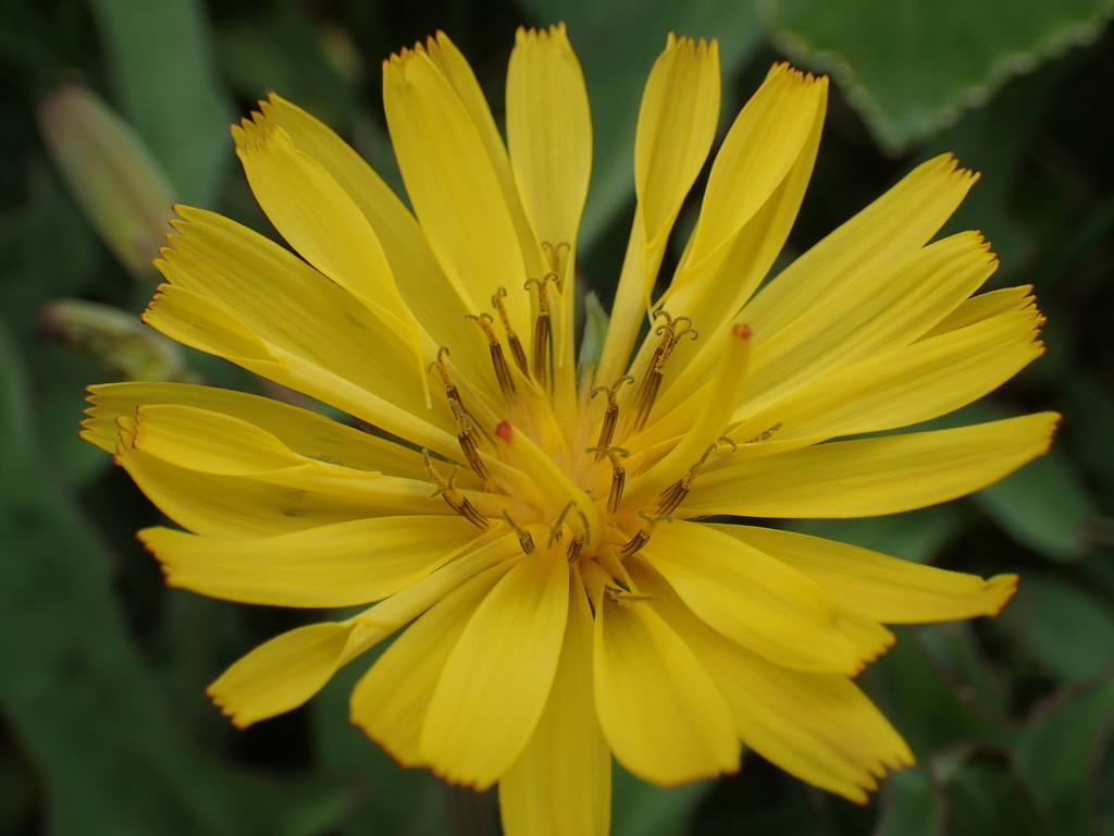 Thảo cúc lá thìa (Ixeris japonica)