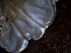 Auricularia mesenterica