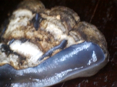 Auricularia mesenterica