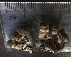 Auricularia mesenterica