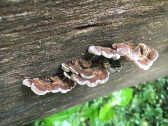 Auricularia mesenterica