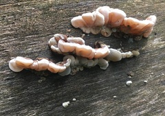Auricularia mesenterica