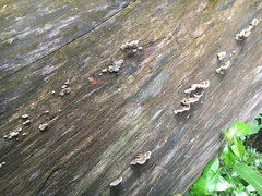 Auricularia mesenterica