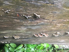 Auricularia mesenterica