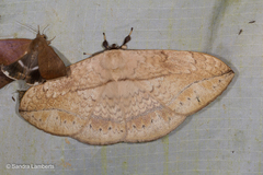 Sphingognatha asclepiades