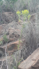 Kalanchoe paniculata
