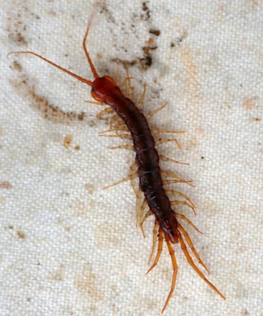 Ethopolys californicus