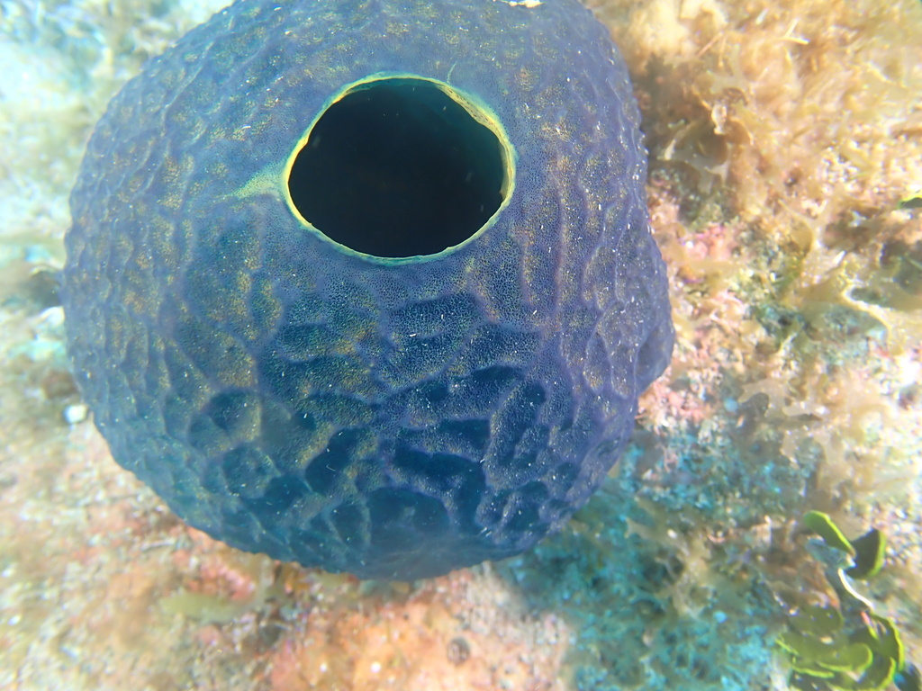 Verongula reiswigi