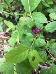 Callicarpa pedunculata