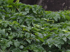 Angelica hirsutiflora