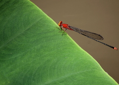 Pseudagrion pilidorsum declaratum