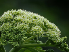 Angelica hirsutiflora