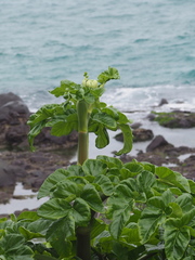 Angelica hirsutiflora