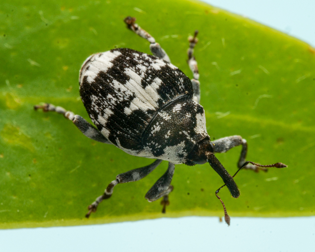 Paterson's Curse Crown Weevil