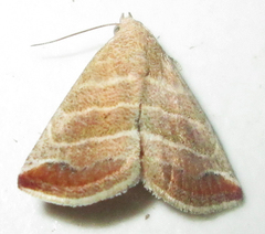 Eublemma baccatrix