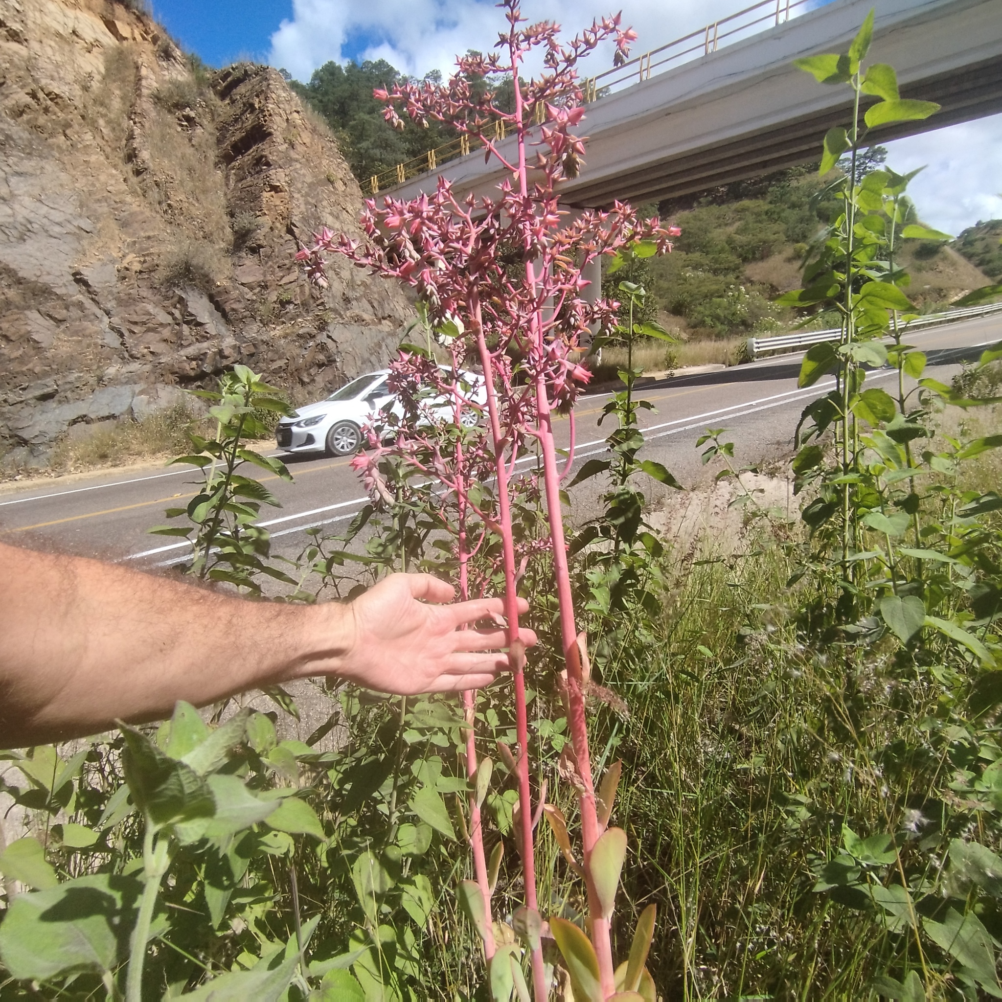 Imagem de Gigante Rosa