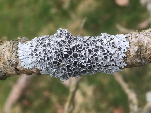 Plikoji žiauberė nuotrauka