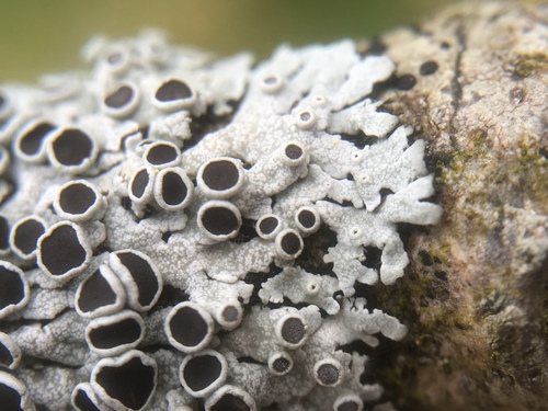 Plikoji žiauberė nuotrauka