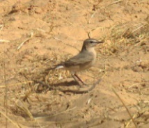 Oenanthe isabellina