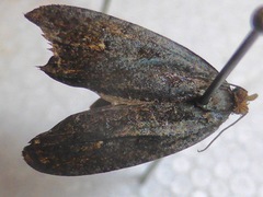 Cryptaspasma querula