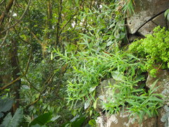 Lilium longiflorum scabrum