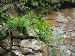 Lilium longiflorum scabrum