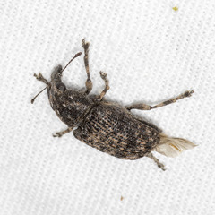 Taburnus neglectus
