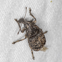Taburnus neglectus