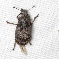 Taburnus neglectus