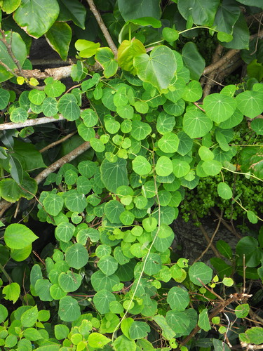 Image of Stephania Cephalantha (Stephania cephalantha) by no rights reserved