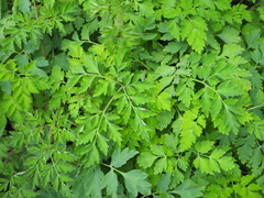 Corydalis formosana