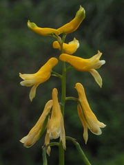 Corydalis formosana