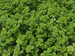Sedum formosanum