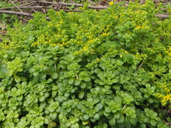 Sedum formosanum