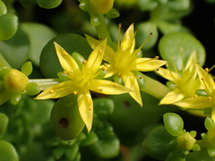 Sedum formosanum