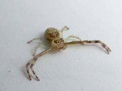 Diaea ambara