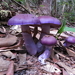 Cortinarius Sect. Archeriani - Photo (c) Christina Suttner, some rights reserved (CC BY-NC), uploaded by Christina Suttner