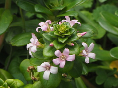Lysimachia mauritiana