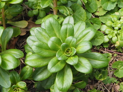 Lysimachia mauritiana