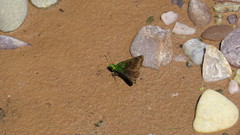 Gorgopas trochilus