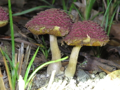 Boletellus deceptivus