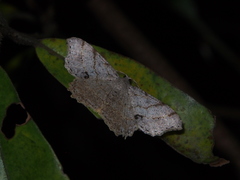Calletaera subexpressa