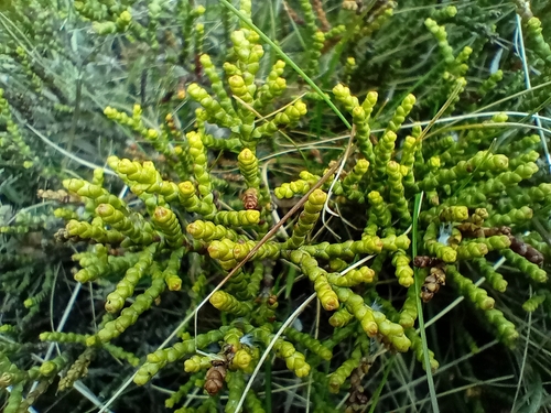 Image of Veronica propinqua by (c) John Barkla, some rights reserved (CC BY)