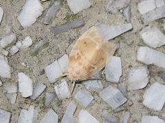 Schistophleps bipuncta