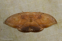 Callidrepana pulcherrima