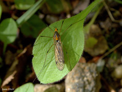 Tipula collaris