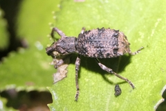 Anagotus