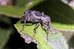 Anagotus