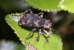 Anagotus